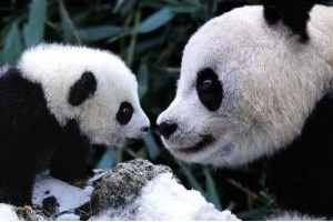 Panda Mother and child poster Panda bear poster showing mother and her baby