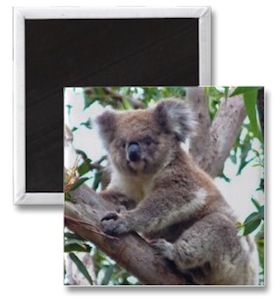 Koala Bear fridge magnet Koala photo magnet