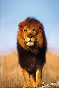 Male Lion Poster Standing Male Lion Poster