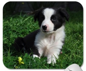 Border Collie puppy mousepad Border Collie Puppy Mousepad