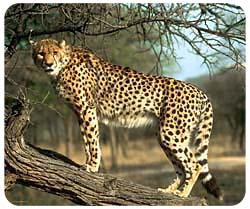 Cheetah mousepad Cheetah mousepad