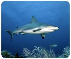 Shark Mousepad