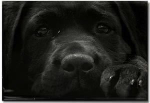 Black Labrador dog Magnet