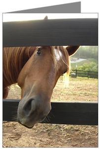 peeking Horse Greeting Card